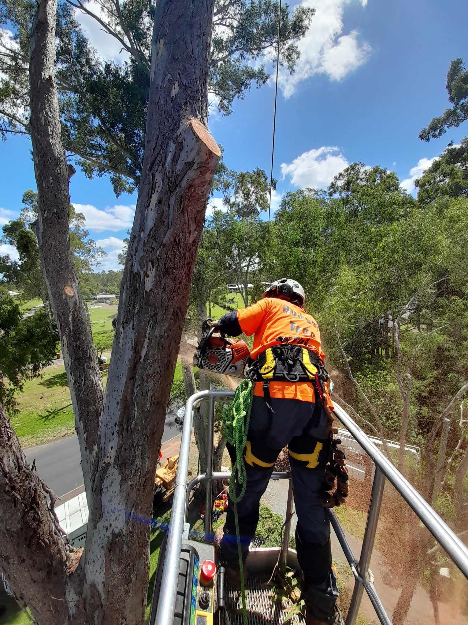 Tree Removal & Lopping Services