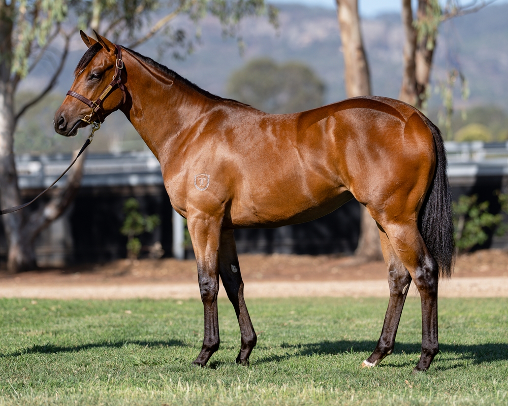 Brave Smash x Anabaa's Legacy filly